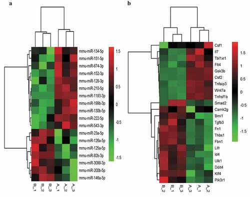 Figure 3. The fine cluster map of miRNA and its predicted target genes were significantly altered in mouse liver sinusoidal endothelial cells (LSECs) cultured in hypoxia and normoxia (control group) for 24 h. (a) The expression profile of miRNA in mouse LSECs after 24 h of hypoxia and normoxia (control group). A1, A2, A3 served as control groups. (b) The target genes predicted by differentially expressed (DE) miRNA were enriched by GO-BP and KEGG, and the target intersecting genes related to LSECs and hepatocyte proliferation were intersected by the list of genes enriched in pathway and function. Combined with their initial expression values, the fine cluster map of mRNA was obtained. A total of 22 meaningful DE target genes were obtained, including 13 upregulated genes and 9 downregulated genes