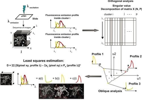 Figure 1 Basic presentation of FAMIS. Factors are estimated in a two-step procedure from the image sequence: 1) correspondence analysis and 2) oblique analysis are performed to obtain positive factor curves and images. Factor images are recomputed back to the original sampling by oblique projection on the factor curves.