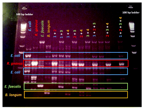 Figure 7. Distinguishing different bacterial strains in complex microbial communities using RAPD PCR. The 7 bacterial strains belonging to the SIHUMI cocktail demonstrated unique fingerprints. Each of these fingerprints was clearly identifiable when up to 4 constituent strains were mixed. From left to right after the ladder on the left side, E. coli (blue), Ruminococcus gnavus (red), E. faecalis (green) and Bifidobacterium longum (orange) are shown, followed by combinations of two, three or four of the respective strains. Unique bands for each bacterium are highlighted by appropriately colored boxes, including two bands that are unique to E. coli.