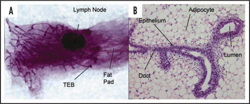 Figure 1 Structure of the mouse mammary gland. (A) Carmine alum stained whole mount of mammary gland from 6 week virgin mouse showing branched ductal structure embedded in a fat pad. The growing ends of the ducts terminate in terminal end buds (×3). (B) H&E stained section of paraffin embedded tissue showing a bifurcated TEB (×60).