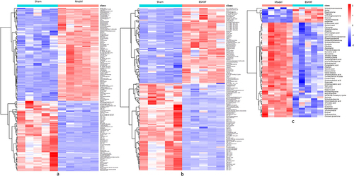 Figure 9 Heat map for the differential metabolites from different groups. (a) Heat map for the differential metabolites from the sham group and the model group. (b) Heat map for the differential metabolites from the sham group and the BSHXF group. (c) Heat map for the differential metabolites from the model group and the BSHXF group.