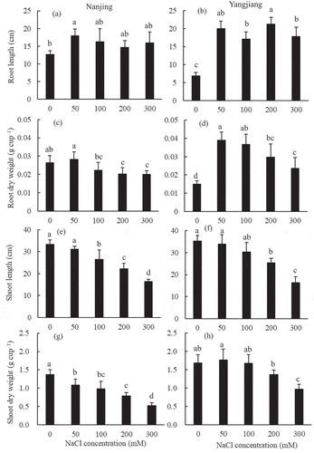 Figure 1. Effect of different NaCl concentrations on root and shoot growth in two bermudagrasses. Mean values (±SD, n = 4) in each cultivar followed by the different lower-case letters are significantly different between NaCl treatments at P ≤ 0.05