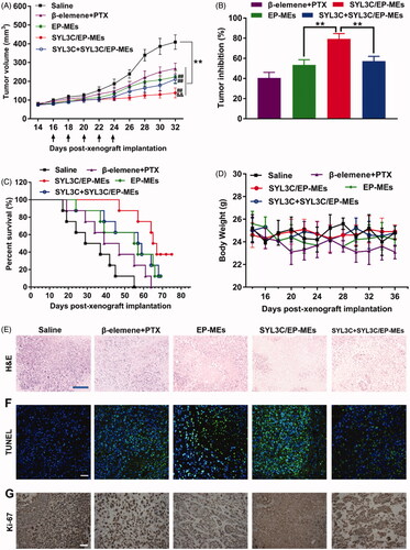 Figure 6. Antitumor efficacy in vivo. (A) Changes in tumor volume of mice treated with different formulations within 32 days post-xenograft implantation. n = 12, **p < .01 vs. saline; ##p < .01 vs. β-elemene + PTX; &&p < .01 vs. EP-MEs and SYL3C + SYL3C/EP-MEs. (B) Inhibition of tumor growth of mice treated with different formulations. n = 12, **p < .01. (C) Survival period of mice treated with different formulations during 76 days of observation. n = 8. (D) Changes in body weight of mice treated with different formulations from day 14 to day 36 post-xenograft implantation. n = 12. (E) H&E staining, (F) TUNEL immunostaining and (G) immunohistochemical images of tumor slides of mice after different treatments. The bar is 100 μm.