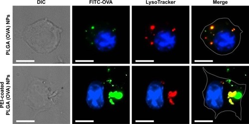 Figure 5 Intracellular localization of PEI-coated PLGA (OVA) NPs.Notes: DCs were stained with 50 nM LysoTracker red and treated with PLGA (OVA) or PEI-coated PLGA (OVA) NPs (20 μg/mL OVA with 10% FITC-OVA) for 1 hour. Cells were washed twice and incubated without NPs for an additional 12 hours. Intracellular localization of OVA was determined by fluorescence microscopy. Scale bar 10 μm.Abbreviations: PEI, polyethylenimine; PLGA, poly(d,l-lactide-co-glycolide); OVA, ovalbumin; NPs, nanoparticles; DCs, dendritic cells; DIC, differential interference contrast; FITC, fluorescein isothiocyanate.