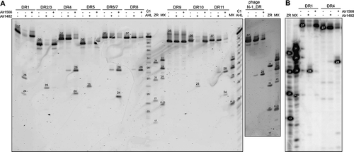 Figure 3. Assays using purified Cas6 proteins.