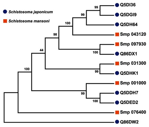 Figure 6 Parsimony test for the phylogeny tree reconstructed for Schistosoma universal stress proteins with the maximum likelihood method.