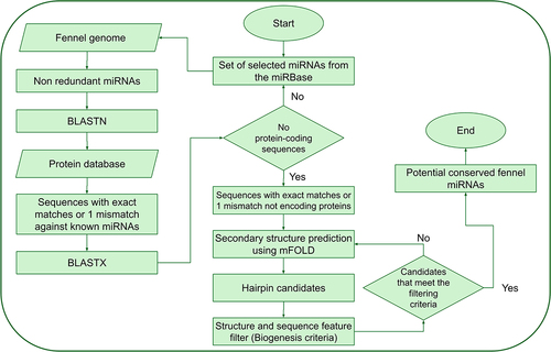 Figure 1. Schematic depiction of the fennel miRNA prediction procedure.