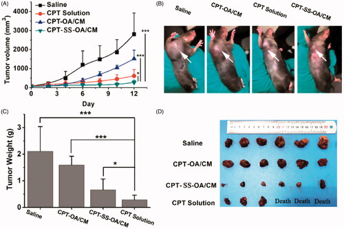 Figure 7. In vivo antitumor activity of CPT-OA/CM and CPT-SS-OA/CM against subcutaneous LLC tumor in C57 mice (n = 6) at an equivalent CPT dose of 10 mg/kg (every 3 days × 3): tumor growth curves (A); pictures of tumors after last treatment (B); weight (C) and images (D) of dissected tumors, *p < .05, ***p < .001.