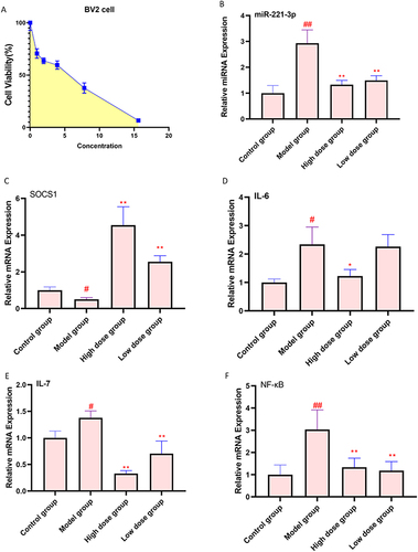 Figure 6 AFPR alleviated LPS-induced inflammatory response in BV2 cells. (A) BV2 cell viability (%); (B) Relative mRNA expression of miR-221-3p in BV2 cells; (C) Relative mRNA expression of SOCS1 in BV2 cells; (D) Relative mRNA expression of IL-6 in BV2 cells; (E) Relative mRNA expression of IL-7 in BV2 cells; (F) Relative mRNA expression of NF-κB in BV2 cells. Data are represented as the mean ± SD (A), n=5; ((B–F), n=3). #P< 0.05, ##P< 0.01 compared to the control group, *P< 0.05, **P< 0.01 compared to the model group.