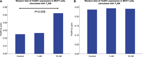 Figure S3 Western Blot analysis of TAAR1 protein expression in MCF7 and T47D cells after stimulation with T1AM.