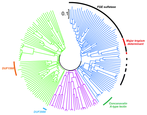 Figure 2. ClustalW tree of 164 DGR target genes. Protein sequences of DGR target genes were extracted and aligned using the ClustalW algorithm. The scale bar indicates amino acid substitutions per site as a measure of distance. The tree is divided into three branches shown in different colors. Arcs of different colors cover all entries that share a common annotation (see Table 1). The blue branch of the tree consists mostly of proteins with FGE sulfatase annotation, while also including several proteins tagged as “major tropism determinant” and “concanavalin A-type lectin,” suggesting a common lectin-type fold of these proteins. Proteins in the pink and green branches are predominantly annotated as proteins of unknown function.