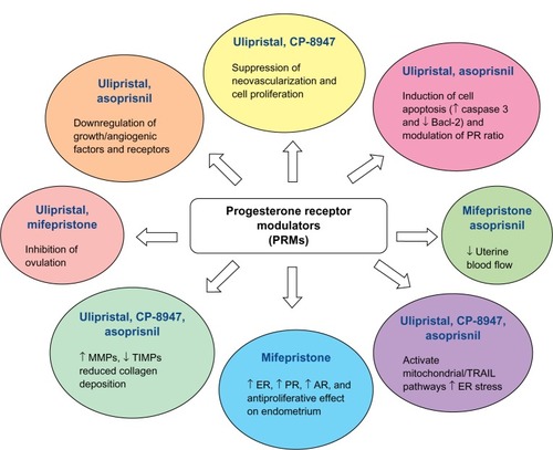 Figure 4 Mechanisms of action of progesterone receptor modulators on uterine fibroids.