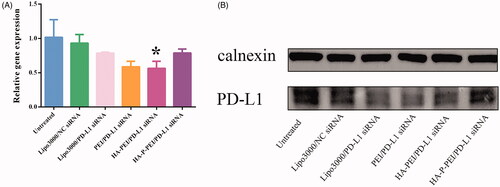 Figure 7. In vitro gene-silencing efficiency in H1975 cells. Relative levels of PD-L1 mRNA (A) and protein (B) in H1975 treated with PBS or transfected with Lipo3000/NC siRNA, Lipo3000/PD-L1–siRNA, PEI/PD-L1–siRNA, HA-PEI/PD-L1–siRNA, or HA-P-PEI/siRNA and determined by qRT-PCR and western blot.