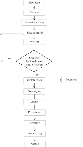 Figure 1. Flow chart for ossein and gelatin preparation from camel bone.