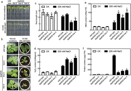 Figure 2. Salt stress tolerance analysis of MaRGS transgenic tobacco plants.(a) The root growth of MaRGS transgenic tobacco and WT plants under normal and stress conditions. (b) The growth of MaRGS transgenic tobacco and WT plants under normal and stress conditions. (c) Statistical analysis of root lengths of MaRGS transgenic tobacco and WT plants. Data are means ± SDs (n = 15), *P < .05. (d–f) The H2O2 content (d), MDA content (e) and proline content (f) in MaRGS transgenic tobacco and WT plants under normal and stress conditions. Data are means ± SDs (n = 3), *P < .05.