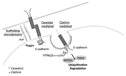 Figure 1. Endocytosis pathways involved in the regulation of E-cadherin. Non-clathrin mediated endocytosis can be regulated by scaffolding microdomains, PrP and Reggie/Flotillin or caveolae compared with clathrin-mediated endocytosis. Phosphorylation of E-cadherin at Tyr755 and 756, e.g., by Src, induces its endocytosis and degradation by the proteasome complex after ubiquitination by Hakai or Mdm2.