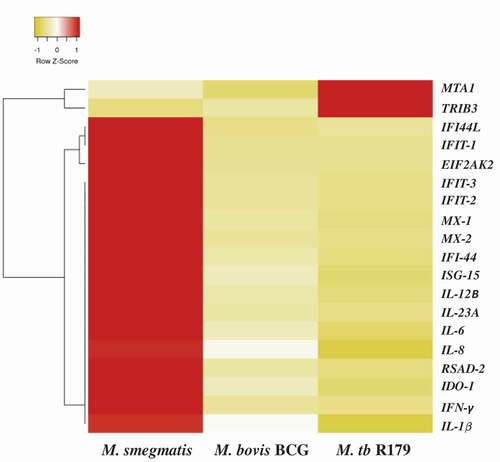 Figure 3. Differential expression of host gene transcripts in infected hMDMs. Heatmap of 19 differentially expressed transcripts with lowest false-discovery-rate analyzed by Ampliseq, hMDMs infected with M. smegmatis, M. bovis BCG or M. tb R179 were compared to uninfected hMDMs. The level of expression of each gene in each sample in comparison to the level of expression of uninfected sample is depicted with a color scale with red as minimum and white as the maximum expression. Dendrogram indicates sample clustering