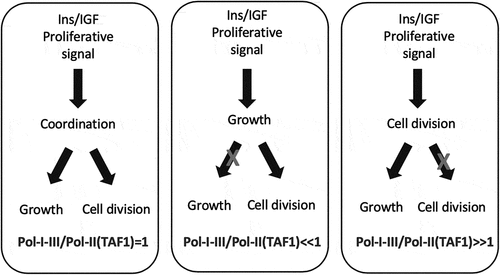 Figure 4. Proposed relationship between cellular growth, cell division and relative Polymerases activities in response to the Insulin/IGF proliferative signal. Refer to text for further explanation. [337](renumber to 336).