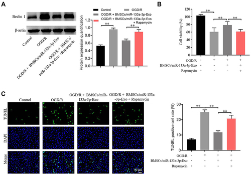 Figure 5 Exosomal miR-133a-3p derived from BMSCs alleviated OGD/R-induced SH-SY5Y cell apoptosis via inhibiting the autophagy. SH-SY5Y cells were treated with OGD/R, OGD/R + BMSCs/miR-133a-3p-Exo or OGD/R + BMSCs/miR-133a-3p-Exo + Rapamycin. (A) The protein level of Beclin-1 in SH-SY5Y cells was tested by Western blot. (B) The viability of SH-SY5Y cells was tested by CCK8 assay. (C) The apoptosis of SH-SY5Y cells was tested by TUNEL staining. **P< 0.01.