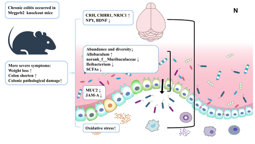 Figure 5 Changes in the intestinal mucus barrier and oxidative stress-related molecules. (A and B) The colonic mRNA expression levels of MUC2 and JAM-A. (C–G) ELISA analysis of TNF-ɑ, MPO, SOD, MDA, and GSH in the colon. (H, I) The colonic mRNA expression levels of COX-2 and iNOS. (J) Elisa analysis of TNF-ɑ in serum. (K–M) Elisa analysis of histamine, the colonic mRNA expression levels of mMCP4 and mMCP6. (N) Mrgprb2 regulated chronic colitis by affecting the microbiota-gut-brain axis. Activation of the HPA axis in the hypothalamus might affect the stress state of the intestine, and the changes in the intestinal flora affected the composition of the intestinal mucus barrier. All data are expressed as the mean ± SD (n = 8 mice/group). Statistical significance is indicated as follows: *p < 0.05, **p < 0.01, ***p < 0.001, and ****p < 0.0001.