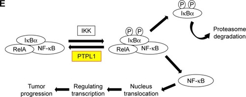 Figure 4 Identification of IκBα-pY42 as a novel site recognized by PTPL1.