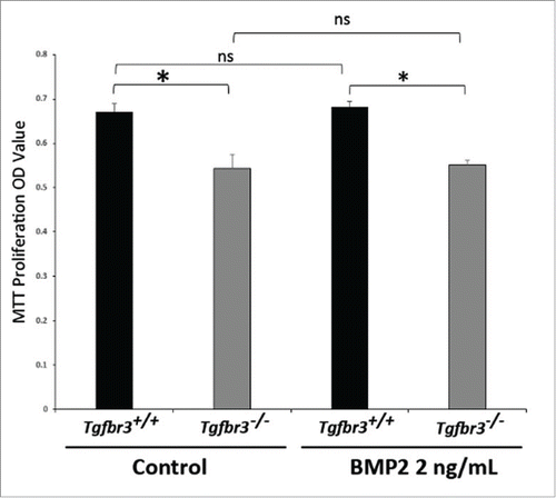 Figure 6. BMP2 does not affect proliferation of epicardial cells. Wild-type and Tgfbr3−/− epicardial cells were stimulated with BMP2 (2 ng/mL) for 24 hours. MTT Proliferation Assay was performed (*=p < 0.005).