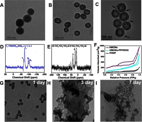 Figure 2 Synthesis and characterization of HMONs nanoparticles.Notes: TEM images of (A) MSNs@MONs, (B) HMONs, and (C) PHDP nanoparticles. The black arrows indicate the PDA coating. (D) 29Si and (E) 13C NMR spectra of as-synthesized HMONs. (F) N2 adsorption–desorption isotherms of HMONs, HMON-PFP/DOX, and PHDP. TEM images of HMONs dispersed in PBS containing GSH (10 mM) for (G) 1 day, (H) 3 days, and (I) 7 days.Abbreviations: TEM, transmission electron microscopy; MSNs@MONs, solid silica core/mesoporous silica shell nanospheres; HMONs, hollow mesoporous organosilica nanoparticles; PHDP, PDA@HMONs-DOX/PFP; DOX, doxorubicin; PFP, perfluoropentane; NMR, nuclear magnetic resonance; GSH, glutathione.