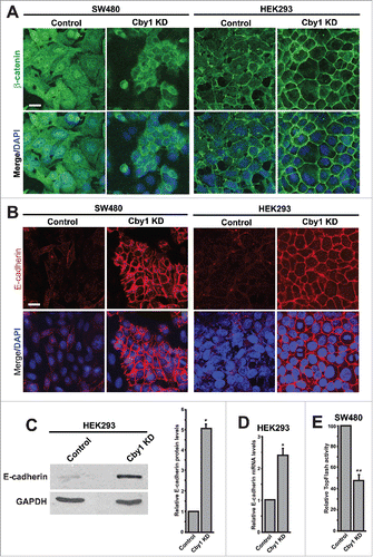 Figure 2. Cby1 KD leads to profound plasma membrane localization of β-catenin and E-cadherin. A.-B. Localization of β-catenin (A) or E-cadherin (B) in control or Cby1-KD SW480 or HEK293 cells as indicated. Nuclei were visualized with DAPI. Scale bars, 20 μm. C. (Left) Cell lysates from control or Cby1-KD HEK293 cells were subjected to western blotting with E-cadherin and GAPDH antibodies. (Right) The band intensity of E-cadherin was quantified and normalized to that of GAPDH. The results are expressed as mean ± SEM from at least 3 independent experiments. The control scrambled shRNA is set as 1. * P < 0.05. D. E-cadherin mRNA levels were measured in control or Cby1-KD HEK293 cells using RT-qPCR and normalized against GAPDH mRNA levels. The data are mean ± SEM from triplicate measurements, and the control scrambled shRNA is set as 1. * P < 0.05. E. TopFlash assays. Control or Cby1-KD SW480 cells were transfected with TopFlash or mutant FopFlash luciferase reporter. Luciferase activities were measured 48 h post-transfection, and normalized to Renilla luciferase used as an internal control. The normalized FopFlash baseline values were subtracted from the normalized TopFlash values. All transfections were carried out in triplicates, and the results are expressed as mean ± SEM from at least 3 independent experiments. The control scrambled shRNA is set as 100. ** P < 0.001.