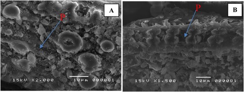 Figure 3. Scanning electron micrograph of rice straw (RS). [A] Composted RS (2000X); [B]: Uncomposted RS (1500X); P showed by arrow means phytoliths.