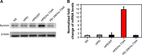 Figure 9 The expression of survivin in tumor tissues.Notes: Western blot analysis (A) and real time RT-PCR (B) of ovarian tumor tissues in normal saline (NS), HPEI alone (50 μg), HPEI/EP, HPEI/hs-T34A, or PEI 25K/hs-T34A group, respectively.Abbreviations: HPEI, heparin–polyethyleneimine; PEI 25K, polyethyleneimine (molecular weight 25,000); EP, empty vector plasmid; hs, human survivin; RT-PCR, reverse transcription polymerase chain reaction.