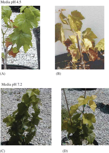 FIGURE 1 Appearance of ‘Vidal blanc’ and ‘Norton’ after 40 days of growth at media pH 4.5 (A and B) and after 70 days of growth at media pH 7.2 (C and D) (color figure available online).