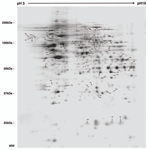 Figure 2 2DE reference gel of iN2a cells. iN2a cell extract were separated using 2DE electrophoresis in a dry strip pH 3–10 for the first dimension, a 12% SDS-PAGE for the second dimension and silver stained. The identification of proteins, noted with their ID number (Suppl. Tables 1 and 2), was performed by peptide mass fingerprints after trypsin digestion and MALDI-TOF on Coomassie or silver stained spots.