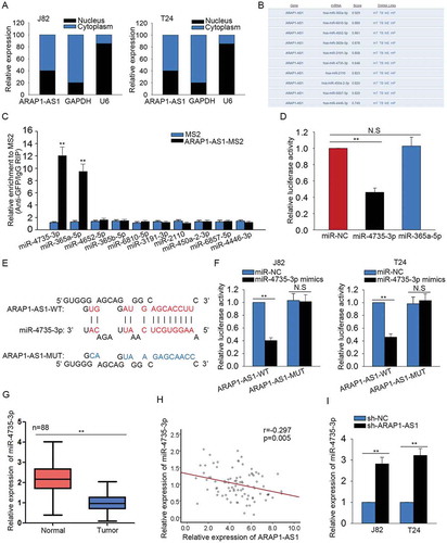 Figure 4. ARAP1-AS1 acted as a ceRNA to bind miR-4735-3p.A. The localization of ARAP1-AS1 was identified in J82 and T24 cells with subcellular fractionation assay. B. Top ten miRNAs which can bind with ARAP1-AS1 were predicted and obtained from DIANA. C. MS2-RIP assay was carried out to determine which one of those ten miRNAs can bind with ARAP1-AS1 in BCa cells. D. The luciferase activity analysis was utilized to demonstrate the binding relation between ARAP1-AS1 and two candidate miRNAs. E. The binding sequence between the wild type ARAP1-AS1 (ARAP1-AS1-WT) or mutant type ARAP1-AS1 (ARAP1-AS1-MUT) and miR-4735-3p was obtained and illustrated. F. Further luciferase reporter assay was performed to confirm the combination between ARAP1-AS1 and miR-4735-3p. G. The level of ARAP1-AS1 was observed in BCa tissues using qRT-PCR. H. The expression relevance between ARAP1-AS1 and miR-4735-3p in BCa tissues was analyzed. I. The expression change of miR-4735-3p was detected in APAP1-AS1-dwonregulated BCa cells. **p < 0.01 vs. control group. N.S: no significance.