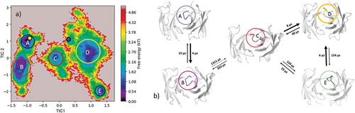 Figure 9. (a) Estimated free energy surface of the CDR-H3 loop based on tICA including the projected crystal structures. The AGed X-ray structure is colored green, while the AGless X-ray structure is colored in blue. The macrostates are illustrated as circles and were identified with PCCA+ clustering. (b) First mean passage times combined with the representative macrostate structures based on tICA of the CDR-H3 loop. The thickness of the circles represents state probabilities, while the width of the arrows relates to the strongly varying transition timescales.