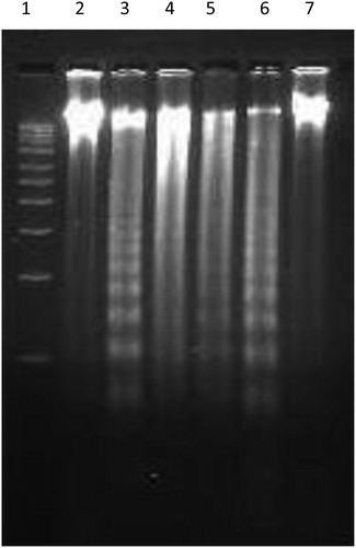 Figure 5. Aqueous extract of P. hexandrum induced DNA fragmentation in HL-60 cells. Cells 2 × 106/ml/well were treated with indicated conc. of plant extract for 24 hours. Genomic DNA was isolated and put to electrophoresis as described in the Materials and methods to assess the fragmentation at different concentrations. Lane 1, 1 kb ladder; Lane 2, –ve control (untreated cells); Lane 3, +ve control (camptothecin at 5 µM for 6 hours); Lanes 4–7, extract at 100, 70, 50, 30 µg/ml.