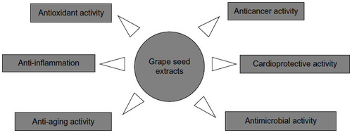 Figure 2 The biological activities of grape seed extracts.