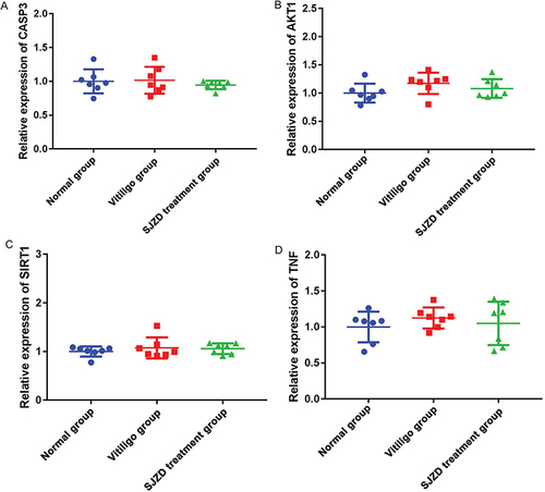 Figure 8 Real-time PCR detection of CASP3 (A), AKT1 (B), SIRT1 (C) and TNF (D).