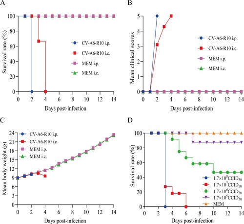 Figure 2. Determination of the optimal infection route and establishment of the Kunming mouse model. Twelve-day-old mice (n = 6) were i.p. and i.c. inoculated with CV-A6-R10 at doses of 1.7 × 108 CCID50/mouse and 1.7 × 107 CCID50/mouse, respectively. Control animals were inoculated with MEM medium. All the mice were monitored daily for survival rate (A), mean clinical scores (B) and mean body weight (C) until 14 days post-infection (dpi). The LD50 of CV-A6-R10 was determined through the i.p. route at the doses indicated (D).