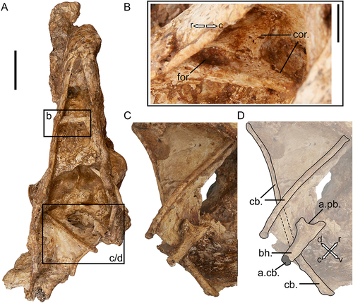 Figure 11. The hyoid elements of Genyornis newtoni specimen SAMA P59516: A. Complete specimen SAMA P59516 in ventral view; B. paraglossum, arrows for orientation (dorsal, ventral); C. Right lateral view of the basihyal and both left and right ceratobranchials in situ, image rotated 90 degrees clockwise from A.; D. Annotated outline of hyoid elements, arrow for orientation of basihyal only (clockwise: dorsal, rostral, ventral, caudal). Annotations: a.cb., damaged region just rostral of the articulatio ceratobasihyalis; a.pb., surface corresponding to articulatio paraglosso-basihyalis; bh., basihyal; cb., ceratobranchials; cor., cornua (processus paraglossus caudalis); for., central foramen. Scale bars: A. 40 mm, B. 10 mm, C., D. 20 mm.