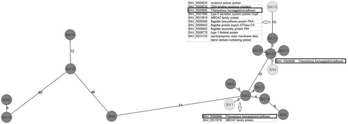 Figure 4. MST based on multilocus sequence typing (MLST) allelic profiles of 17 B. avium isolates. Each circle represents an allelic profile based on sequence analysis of 119 virulence-related genes. The strains with reduced virulence-associated properties are coloured in light grey, while strains with more marked virulence-associated properties are coloured in dark grey. The numbers on the connecting lines illustrate the number of target genes with differing alleles. Target genes differing between the strains with reduced virulence-associated properties and their next neighbour are listed in the table within the figure.