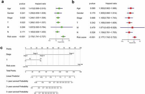 Figure 7. Correlation between the three-gene signature and clinical characteristics (a, b) Univariate and multivariate Cox regression analyses of correlations between the three-gene signature and clinical characteristics with overall survival. (c) Nomogram for predicting the 1-, 3-, and 5-year overall survival of patients with LUSC