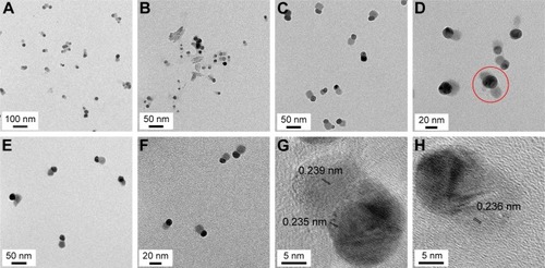 Figure 3 HR-TEM images of GM-AgNPs.Notes: The extract concentrations utilized for synthesis were (A) 0.02%, (B) 0.09%, (C) 0.08%, (D) 0.03%, (E) 0.09%, (F) 0.05%, (G) 0.03%, and (H) 0.02%. A red circle (D) shows a silver seed particle (head) with two-sided growth (wing); however, the appearance of this wing shape was very rare. The distance between two neighboring lattice fringes was measured to be 0.235 nm for heads and 0.236 nm and 0.239 nm for tails (G and H).Abbreviations: GM-AgNPs, silver nanoparticles green synthesized by mangosteen pericarp extract; HR-TEM, high-resolution transmission electron microscopy.