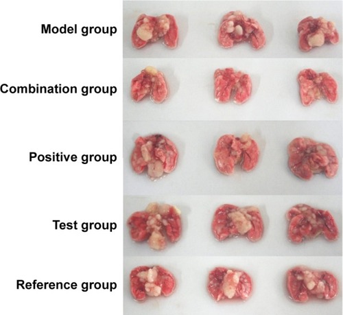Figure 9 Pictures of lung tissues with tumor after oral administration in all the groups: positive, combination, test, reference, and model group.Note: The white block that appeared in the lungs was tumor tissue, and its visual volume was helpful to judge the growth of tumor.