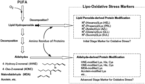 Figure 3. Polyunsaturated fatty acid (PUFA) and generation of adducts between lipid-derived products and protein.