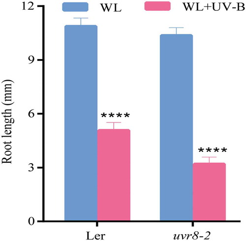 Figure 6. UV-B-induced root growth inhibition. Wild type (Ler) and uvr8-2 were grown under continuous white light or white light with UV-B for 6 d. The root length was measured by Image J software. Data are expressed as mean values ± standard errors from three replicates, and error bars represent standard errors. The symbol ‘*’ indicates statistical difference P < 0.05 and the symbol ‘****’ indicates statistical difference P < 0.0001 (two-way ANOVA, Turkey’s multiple comparisons test).