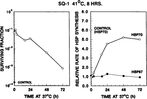 Figure 4. Rate of hsp70 synthesis after the second heat shock inversely correlates with the decay of thermotolerance. Left panel: SQ-1 cell survival resulting from a second heat treatment (45 min at 45°C) at various times after the 41°C, 4 h priming dose. The 41°C, 4 h treatment reduced survival to 60 per cent. The solid circle represents the survival of control cells, i.e. cells which did not receive a first heat dose. Right panel: the quantity (hsp70)TT,Δ as extracted from the data of Figure 3. As defined in the text, these are the ratios of hsp70 synthesis rates for thermotolerant cells after given a test heat shock to that for cells before given the test heat dose. This ratio is an estimate of the ability of thermotolerant cells to re-initiate the synthesis of hsp70 at various stages of thermotolerance. For hsp70 the relative synthesis rate increased with 37°C incubation time after the priming dose. In contrast, no time-dependent effect was observed for hsp87.