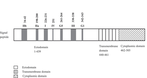 Figure 1. Antigenic sites of RABV glycoprotein. Numerals represent amino acid residue numbers.