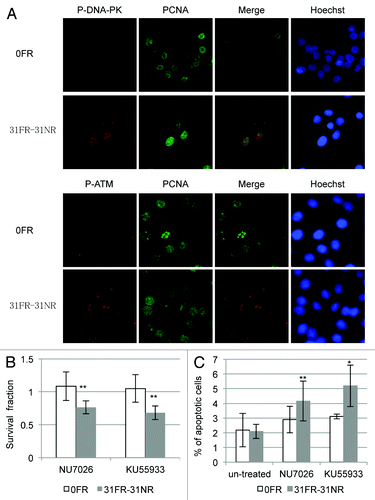 Figure 6. DDR and cell death in acquired radioresistant cells. (A) Double immunostaining with p-DNA-PK and PCNA in HepG2 cells is shown in the upper panel. Double immunostaining with p-ATM and PCNA in HeLa cells is shown in the lower panel. (B) Colony survival of HeLa cells treated with 10 μM NU7026 or 1 μM KU55933. Asterisk indicates significant sensitivity to drugs by 31FR-31NR cells compared with 0FR cells (C) Percentage of annexin V-positive HeLa cells. The cells were treated with either NU7026 or KU55933. Asterisk indicates a significant difference in the frequency of apoptotic FR cells compared with 0FR cells.