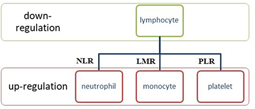 Figure 1 Inflammation-related parameters can be divided into two groups: the down-regulation variable – lymphocytes, and the up-regulation variable – neutrophils, platelets and monocytes. The combination of both can be used as a marker reflecting the inflammatory response in the course of cancer. Data from Ciocan et al.Citation54