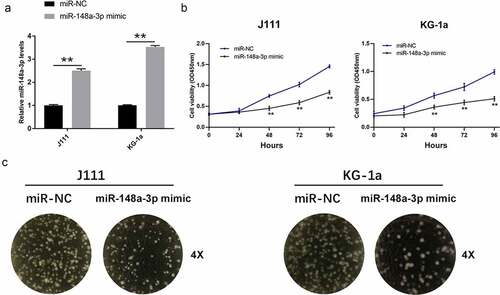 Figure 2. Effect of miR-148a-3p on the proliferation of AML cells. A: J111 and KG-1a cells were transfected with miR-NC or miR-148a-3p mimics for 48 h, and miR-148a-3p level was measured by qRT-PCR; B: CCK-8 assay detected cell proliferation; C: Cell clone formation experiment was conducted to measure cell proliferation; Compared with miR-NC, *P < 0.05, **P < 0.01